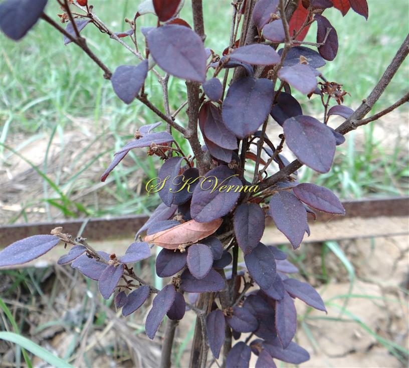  Plant
